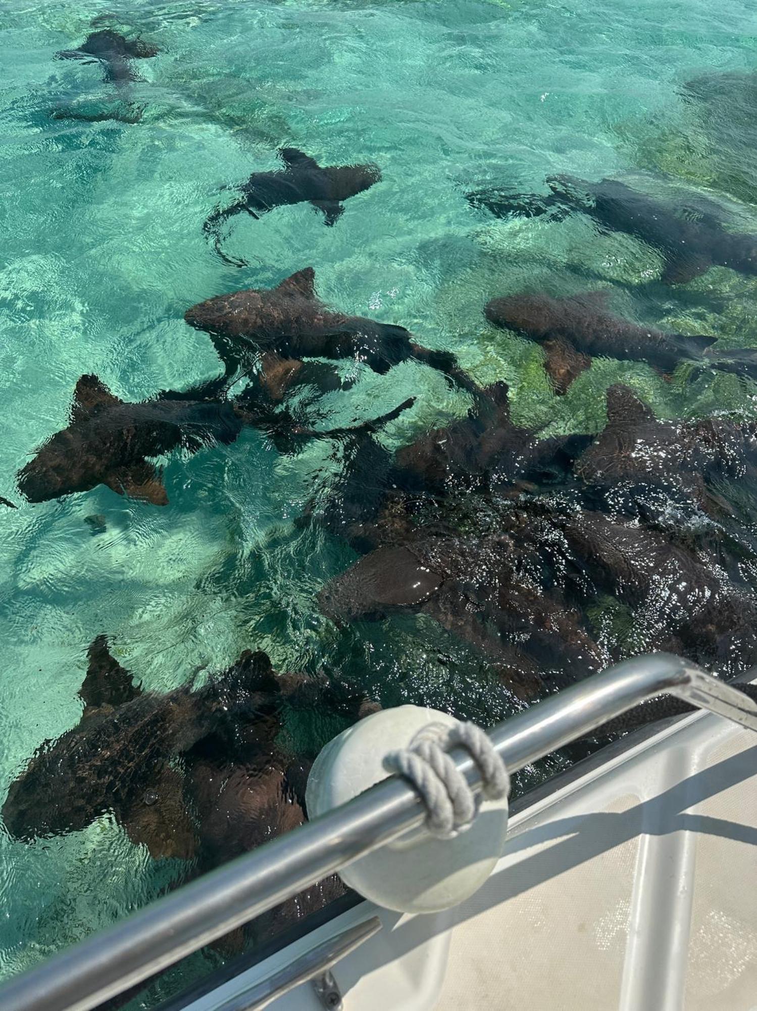 The Coral Casa Villa Caye Caulker Eksteriør bilde