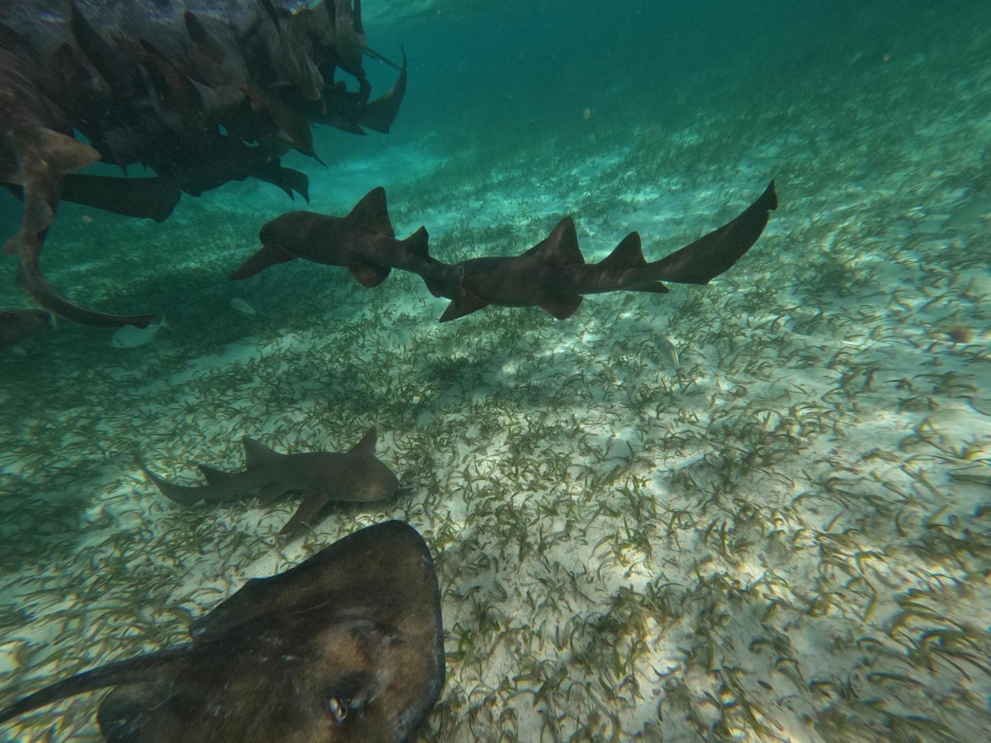 The Coral Casa Villa Caye Caulker Eksteriør bilde