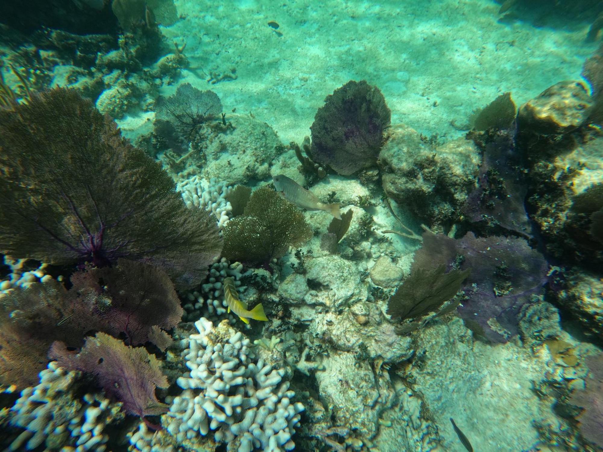 The Coral Casa Villa Caye Caulker Eksteriør bilde